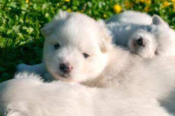 Young Pomski Dog Breed Groomed and Healthy Pomski, an exquisite puppy with a good temperament outdoors on a sunny day