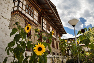 Sunflowers with traditional bhutanese building in the background. Thimphu, Bhutan.