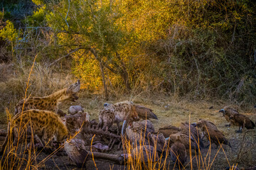 Close up of a spotted hyena feeding on the carcass of a dead giraffe encircled by numerous vultures