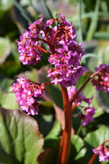 Purple bergenia