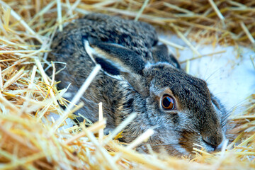 Close-up portrait of wild hare lying in straw at animal shelter