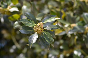 Common Holly