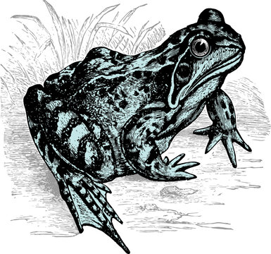 Grenouille - Frog - Rana temporaria