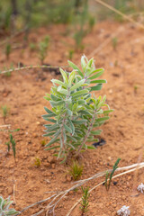 Fynbos protea with new growth