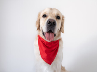 A cute dog in a red shawl sits on a white background. The golden retriever is smiling and looking at the camera.