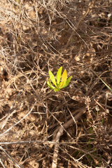 Fynbos protea with new growth