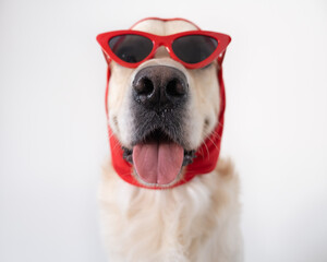 Fashionable dog with funny glasses and a scarf sits on a white background. Golden Retriever in clothes for a style article.