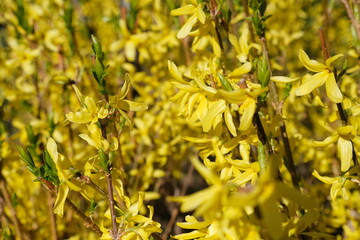 I fiori gialli di un albero di forsizia sul finire dell'inverno.