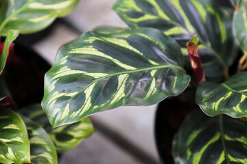 Closeup of the veined leaves on a calathea