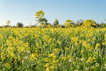Field of yellow wild flowers called Wild Mustards (Sinapis arvensis)
