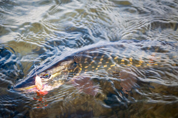 Spring pike caught on the fly rod