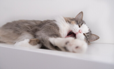 A beautiful gray cat sits on a white table. Waiting for Spring. Cats in the interior. World cat day, pet day.