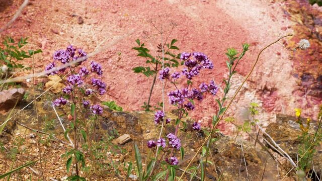 Flowers in bauxite mine at Gant, Hungary