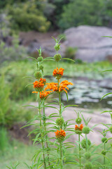 Leonotis Leonurus Orange Flower Herb
