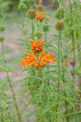 Leonotis Leonurus Orange Flower Herb