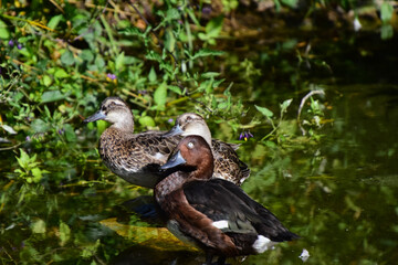 Drei Enten in einem Teich beobachten aufmerksam einen über ihnen kreisenden Greifvogel