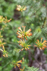 Yellow Erica Fynbos Flower photographed up-close 