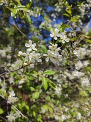 blooming tree