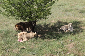 lions in the grass