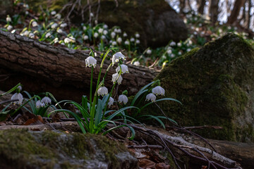 View of a splendid undergrowth full of flowers