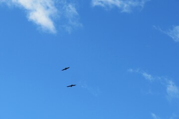 Birds in flight on blue sky background