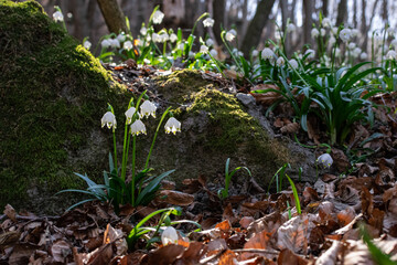 View of a splendid undergrowth full of flowers