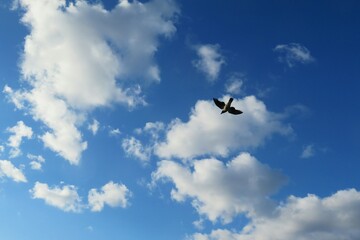 Bird flight in blue sky