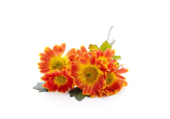 Orange chrysanthemums small bouquet.