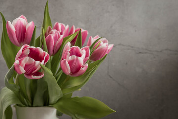 Crimson color tulips bouquet. Spring bouquet of pink tulips . Spring flowers bouquet . Pink tulips on a grey background with a copy space. 