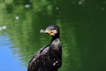 Ein Kormoran im hellen Sonnenlicht mit grün strahlenden Augen vor einem Bokeh aus Wasser