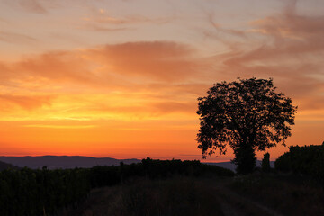 Plakat Baum im Sonnenuntergang