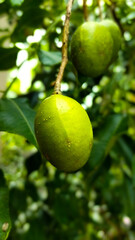 lemon tree with fruits