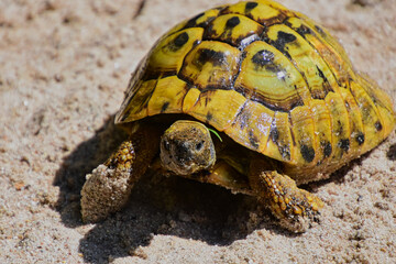 Frontaler close up einer Schildkröte in heisser Mittagssonne auf sandigem Boden
