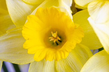 Close up view of vibrant yellow daffodil flowers.