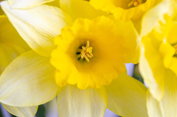 Close up view of vibrant yellow daffodil flowers.