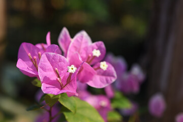 pink bougainvillea flowers and pollen with blurred background .