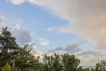 Beautiful bottom up view on tops of  pine trees on cloudy sky background. Gorgeous nature...