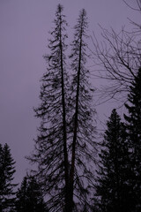 Evening sky. Black silhouettes of tall fir trees.
