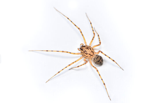 Closeup picture of the spitting spider Scytodes thoracica (Araneae: Scytodidae), a common and cosmopolitan house spider photographed on white background.