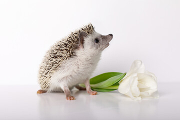 Young male boy breed African pygmy hedgehog stand near white flower tulip on uniform isolated...