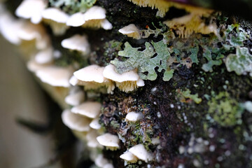 Porcini mushrooms on a wet tree. Close-up.