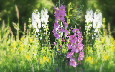 Beautiful meadow field with wild flowers. Spring or summer wildflowers closeup. Health care concept. Rural field.
