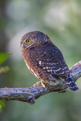 Pygmy owl , little owl (Glaucidium passerinum)