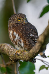 Pygmy owl , little owl (Glaucidium passerinum)