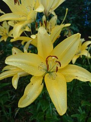 Obraz premium yellow lily flower