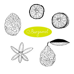 Set of bergamot, whole fruit, half, slice, leaf and flower, vector illustration, hand drawing, sketch