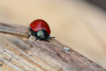Macro photography of insects in nature.