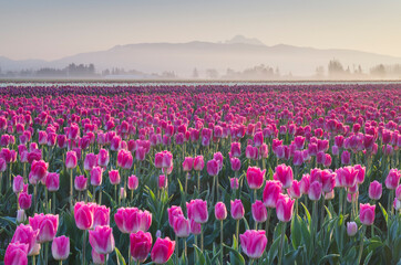 Fototapeta na wymiar Sunrise over the Skagit Valley Tulip Fields, Washington State