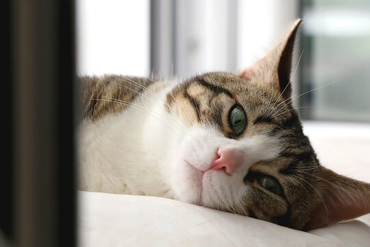 Cute tabby cat sleeping on a pillow. Selective focus.