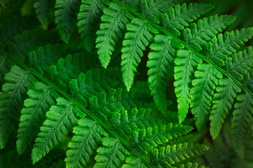 Lady Fern (Athyrium filix-femina)
